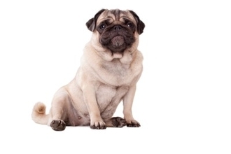 犬がしていたら危険な『座り方』3選　今すぐに病院へ連れて行くべき危険な状態まで