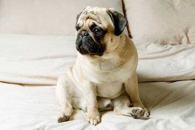 犬がしていたら危険な『座り方』3選　今すぐに病院へ連れて行くべき危険な状態まで