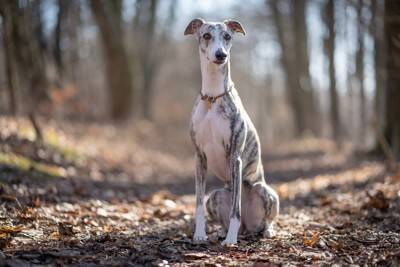 犬がしていたら危険な『座り方』3選　今すぐに病院へ連れて行くべき危険な状態まで