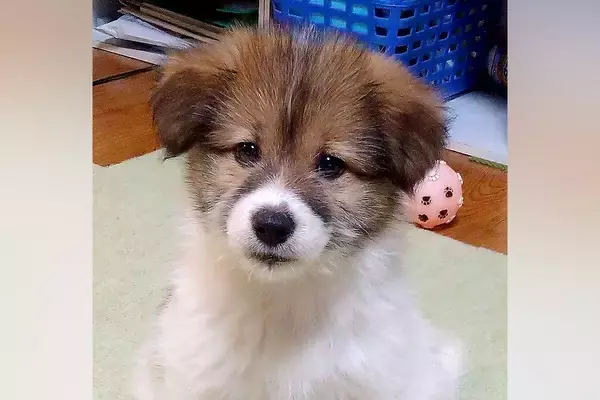 頭の毛が茶色い『小さな子犬』→すくすくと育った結果…別の犬？原型を留めていない『まさかの成長』に反響「あるあるｗ」「白髪になっちゃった」