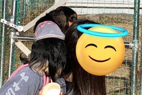 ドッグランに『他の犬がいる時』は避難してしまう犬→『誰もいない時』は…あからさま過ぎる光景に6万いいね「擬態ｗｗ」「可愛すぎる」と反響