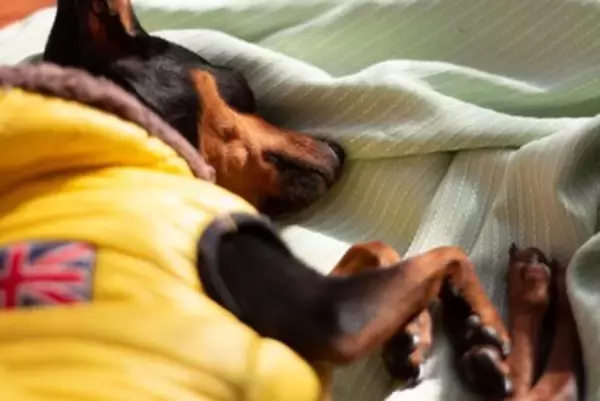 犬が『痛みを感じている』ときにする行動６選　見逃したくないサインや危険な状態まで