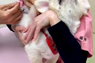 病院に注射を打ちに行った犬→『痛かったのはママのせいだ』と勘違いして…信頼ゼロな『表情』が73万再生「めっちゃ怒ってる」「可愛すぎるｗ」