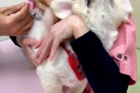 病院に注射を打ちに行った犬→『痛かったのはママのせいだ』と勘違いして…信頼ゼロな『表情』が73万再生「めっちゃ怒ってる」「可愛すぎるｗ」