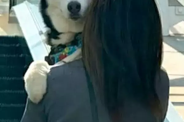 1年ぶりに『苦手な階段』に来たハスキー犬→『久々だし上れるかも』と思ったら…見た目と真逆な『まさかの光景』が34万再生「永遠の赤ちゃん」