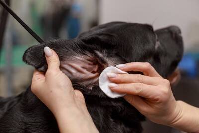 『犬の臭いを消す方法』6選　部屋に残ってしまう犬臭の原因や効果的なケアの仕方まで
