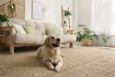 『犬の臭いを消す方法』6選　部屋に残ってしまう犬臭の原因や効果的なケアの仕方まで