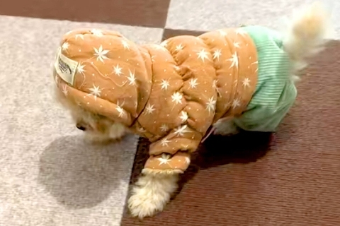 初めて『服』を着た子犬→バランスが取れず、コテンと転んで…ぬいぐるみにしか見えない光景が330万再生「お人形さん？」「おもちゃみたいｗ」