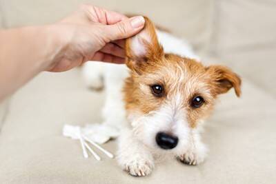 犬は『飼い主の声』を判断することができる？どうやって他人と区別しているの？