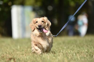 犬を『幸せ』にする方法5選　愛犬の幸福度が高まるスキンシップの仕方やとびきりのご褒美まで