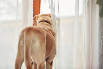 犬を『幸せ』にする方法5選　愛犬の幸福度が高まるスキンシップの仕方やとびきりのご褒美まで