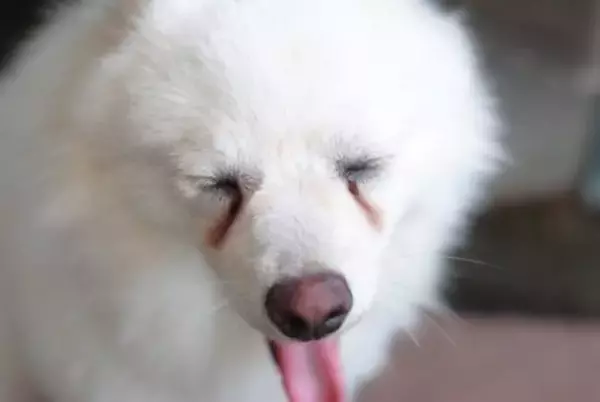 犬が『目を細める』6つの理由　病気の可能性は？受診が必要な状態まで解説