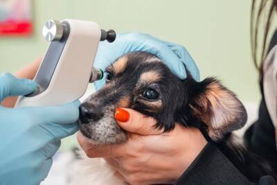 犬が『目を細める』6つの理由　病気の可能性は？受診が必要な状態まで解説