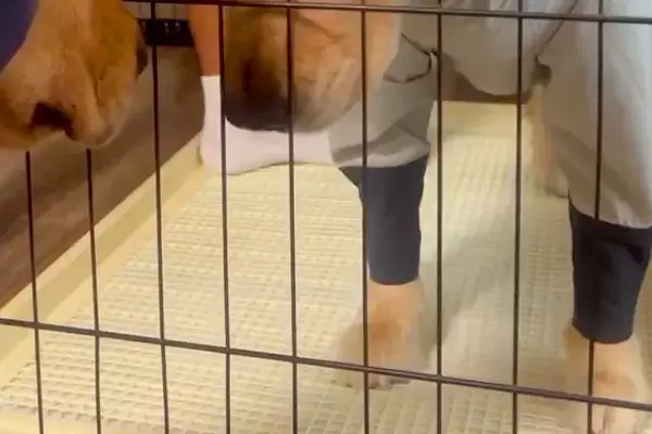 朝、雨だったため『大型犬にカッパを着せた』結果→想像以上に『絶望』して…わかりやす過ぎる表情が12万再生「笑った」「そんなに嫌なのねｗ」