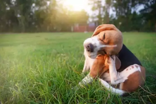 犬が『マダニ』に刺されたときの症状4つ　体についているのを発見した場合の適切な処置まで