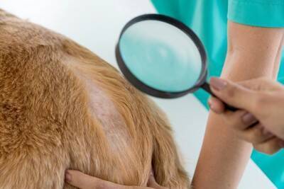 犬が『マダニ』に刺されたときの症状4つ　体についているのを発見した場合の適切な処置まで