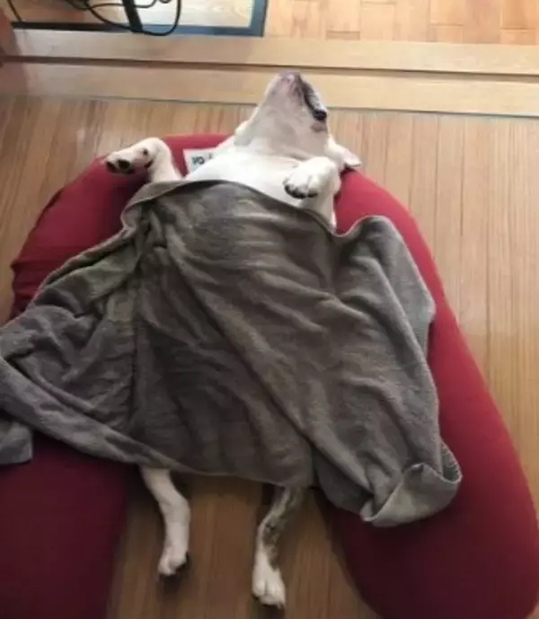 「中におっさんいる…？」「これはまた大迫力だ…」ブルドッグの寝顔にネット民脱帽！素晴らしい脱力っぷりに称賛の声続々