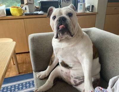 「中におっさんいる…？」「これはまた大迫力だ…」ブルドッグの寝顔にネット民脱帽！素晴らしい脱力っぷりに称賛の声続々