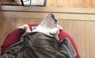 「中におっさんいる…？」「これはまた大迫力だ…」ブルドッグの寝顔にネット民脱帽！素晴らしい脱力っぷりに称賛の声続々