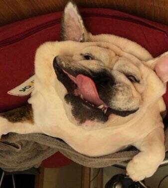 「中におっさんいる…？」「これはまた大迫力だ…」ブルドッグの寝顔にネット民脱帽！素晴らしい脱力っぷりに称賛の声続々