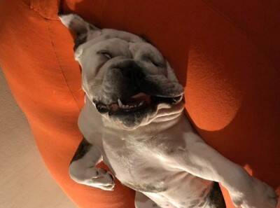 「中におっさんいる…？」「これはまた大迫力だ…」ブルドッグの寝顔にネット民脱帽！素晴らしい脱力っぷりに称賛の声続々