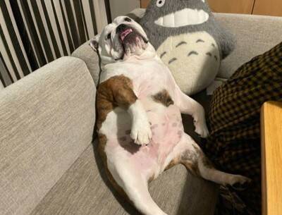 「中におっさんいる…？」「これはまた大迫力だ…」ブルドッグの寝顔にネット民脱帽！素晴らしい脱力っぷりに称賛の声続々