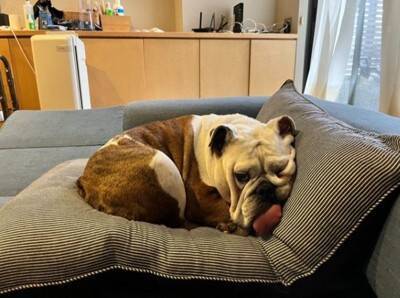 「中におっさんいる…？」「これはまた大迫力だ…」ブルドッグの寝顔にネット民脱帽！素晴らしい脱力っぷりに称賛の声続々