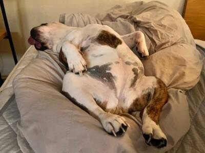 「中におっさんいる…？」「これはまた大迫力だ…」ブルドッグの寝顔にネット民脱帽！素晴らしい脱力っぷりに称賛の声続々