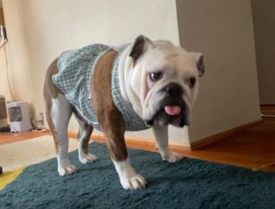 「中におっさんいる…？」「これはまた大迫力だ…」ブルドッグの寝顔にネット民脱帽！素晴らしい脱力っぷりに称賛の声続々