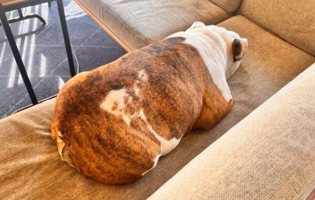 「中におっさんいる…？」「これはまた大迫力だ…」ブルドッグの寝顔にネット民脱帽！素晴らしい脱力っぷりに称賛の声続々