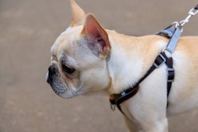 犬が『何もない場所』を見つめるワケとは？不思議な行動をみせる理由や注意点まで