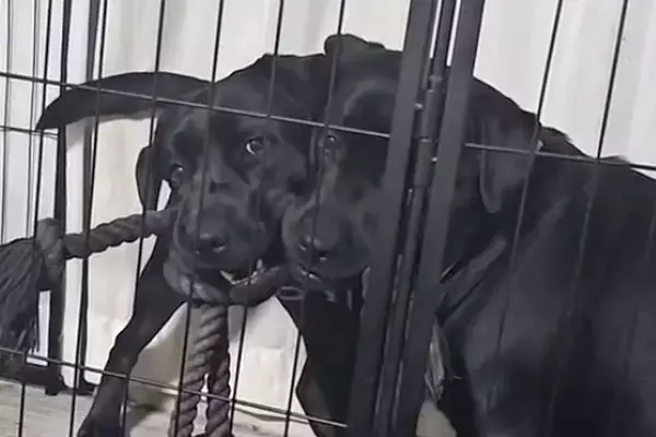 大型犬の親子が喧嘩→ヒートアップしてきたので『一言』伝えた、次の瞬間…まさかのリアクションが75万再生「平和な解決策」「最後笑ったｗ」