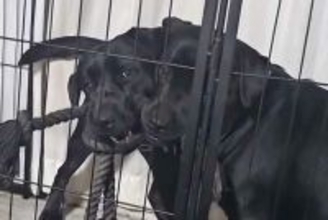 大型犬の親子が喧嘩→ヒートアップしてきたので『一言』伝えた、次の瞬間…まさかのリアクションが75万再生「平和な解決策」「最後笑ったｗ」