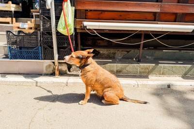 犬を『店の外』で待たせても大丈夫？避けるべき理由や愛犬の命を守るために知っておくべきことまで