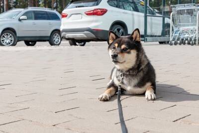 犬を『店の外』で待たせても大丈夫？避けるべき理由や愛犬の命を守るために知っておくべきことまで