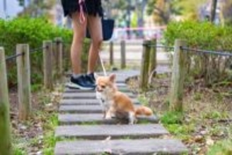 犬が『ワガママ』を言っているサイン５選　自己中心的な性格に育ってしまう原因とは？