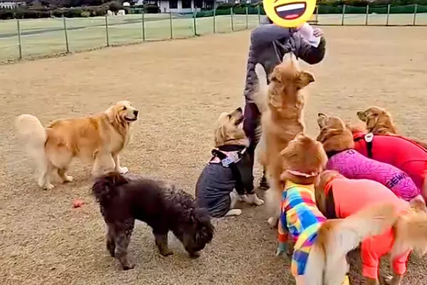 おやつをもらうのが下手くそな大型犬→『ようやく貰えた』と思ったら…まさかの『悲劇的な展開』が14万再生「守ってあげたい」「優しい…」