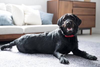 『忠誠心が強い犬』の特徴４選　素直でしつけがしやすい犬種や信頼関係を深めるコツまで