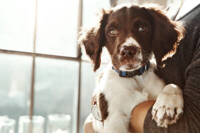 犬が『抱っこを嫌がっている』ときに見せるサイン5つ　慣れさせる方法はあるの？