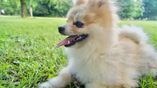 犬が『舌を出す』5つの理由　どんな意味があるの？注意すべき舌の状態まで解説