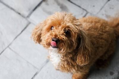 犬が『舌を出す』5つの理由　どんな意味があるの？注意すべき舌の状態まで解説