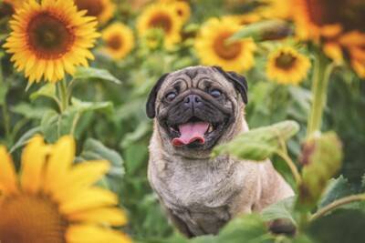犬が『舌を出す』5つの理由　どんな意味があるの？注意すべき舌の状態まで解説