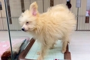 『1万円で売れ残っていた犬』を飼った結果→寂しげな顔をしていて…涙あふれる『表情の違い』が187万再生「運命だ」「愛されるって大事」
