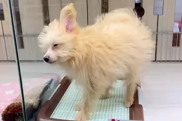 『1万円で売れ残っていた犬』を飼った結果→寂しげな顔をしていて…涙あふれる『表情の違い』が187万再生「運命だ」「愛されるって大事」