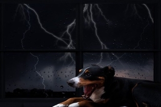 犬が『雷の音』を怖がるときにすべきこと3つ　逆効果となる飼い主のNG行為まで解説
