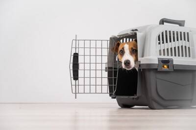 犬が『雷の音』を怖がるときにすべきこと3つ　逆効果となる飼い主のNG行為まで解説