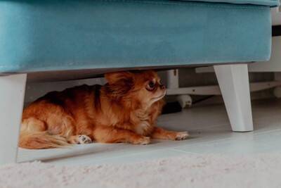 犬が『雷の音』を怖がるときにすべきこと3つ　逆効果となる飼い主のNG行為まで解説