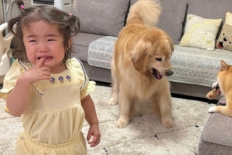 2歳の女の子が柴犬におもちゃを奪われ『大泣きした』結果→状況を察した大型犬が…人間のような『まさかの光景』が25万再生「空気読んでる」