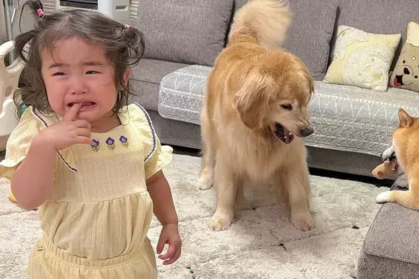 2歳の女の子が柴犬におもちゃを奪われ『大泣きした』結果→状況を察した大型犬が…人間のような『まさかの光景』が25万再生「空気読んでる」