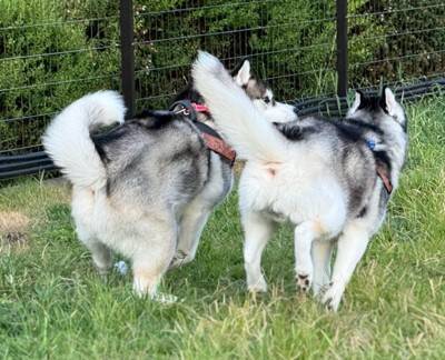 ハスキー子犬が『やりたい放題で育った』結果…兄ハスキーの優しい教育が尊すぎると88万表示「育児疲れしてるｗ」「天使のガブッ」絶賛の声